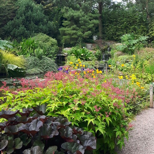 Michelle's garden