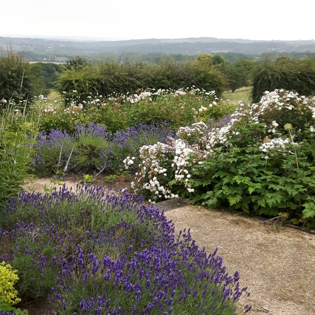 Michelle's garden