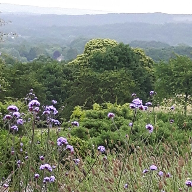 Michelle's garden