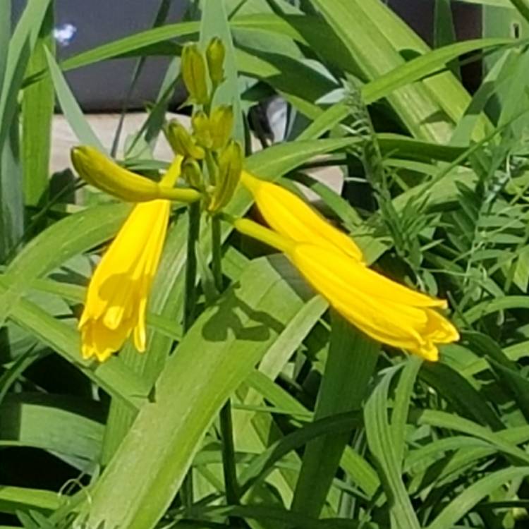 Plant image Hemerocallis citrina
