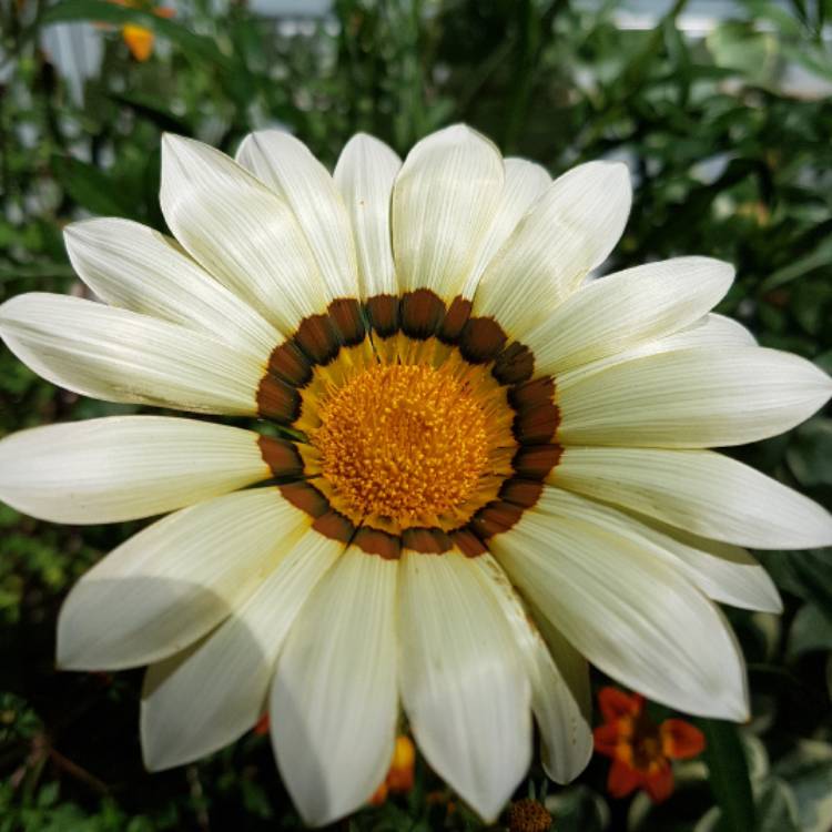 plant image 475467