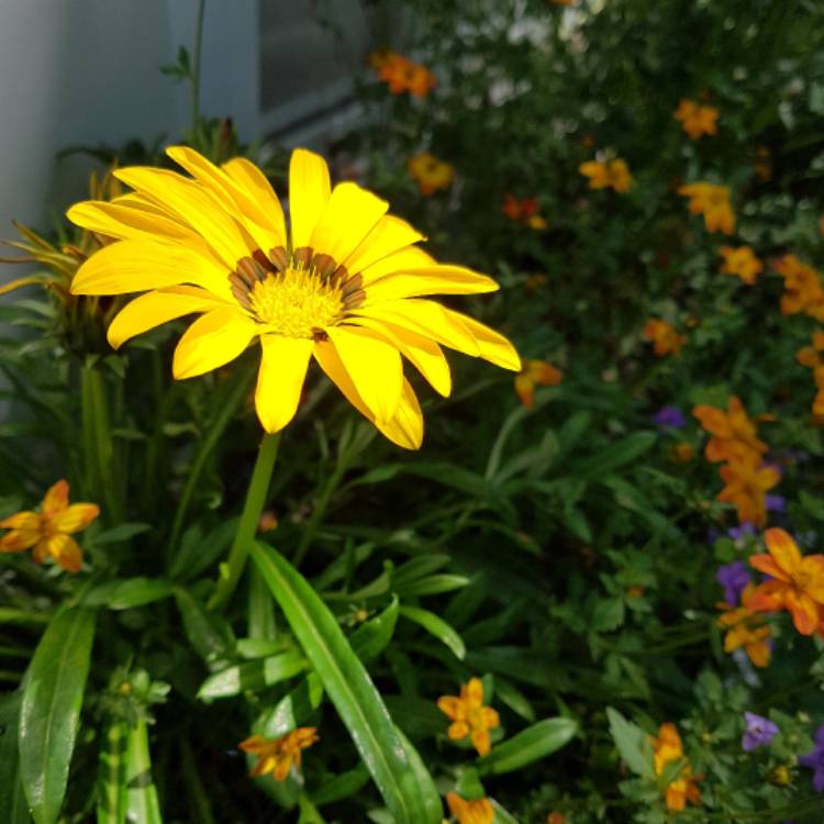 plant image 475470