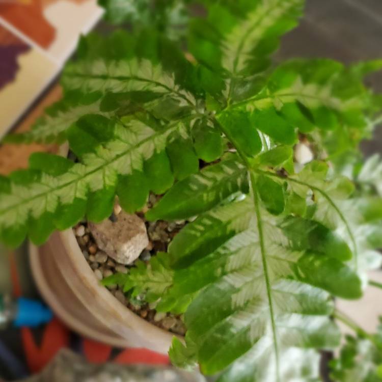 Plant image Pteris Argyraea