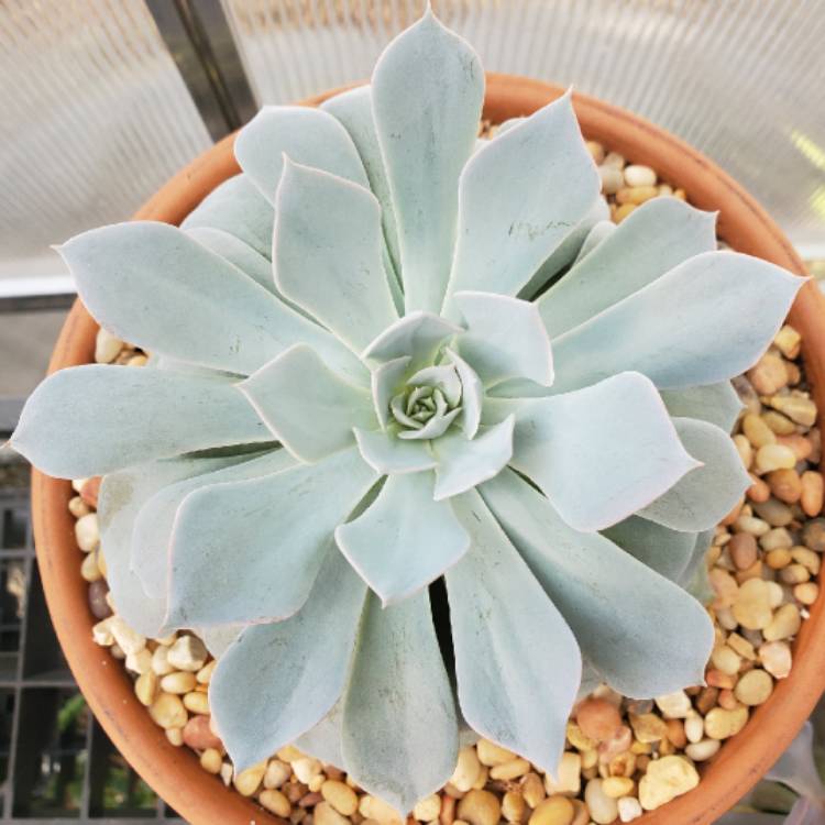Plant image Echeveria Desmetiana v. Peacocki