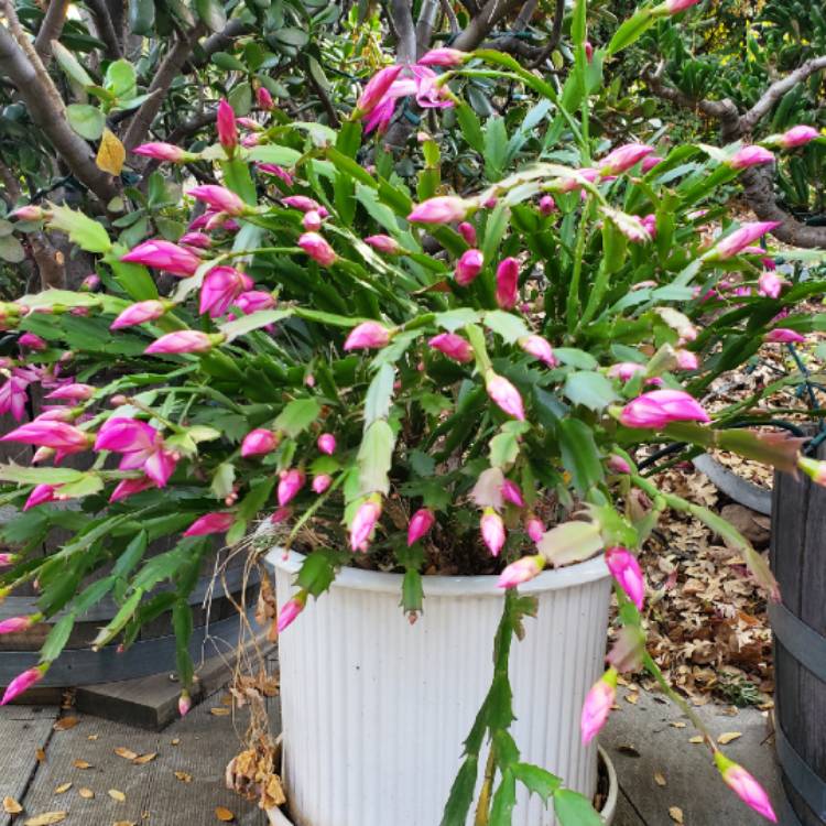 Plant image Schlumbergera truncata Rosa Palido
