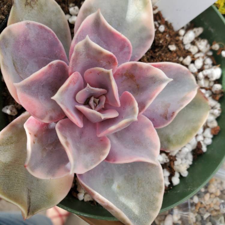 plant image 1242291 plant image 1242291