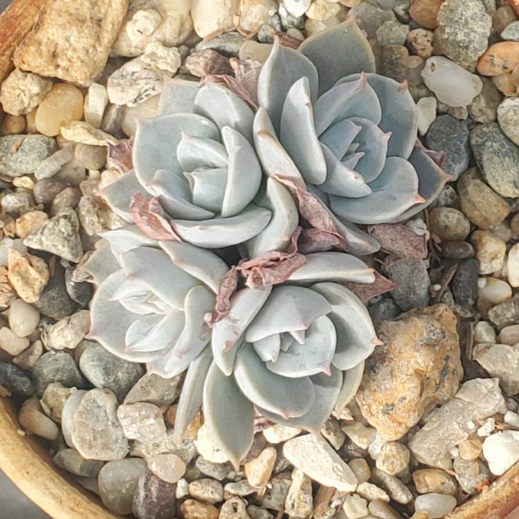 plant image 1246024