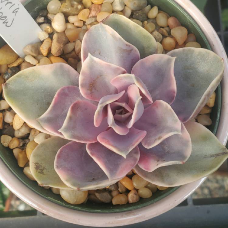 plant image 1246027 plant image 1246027