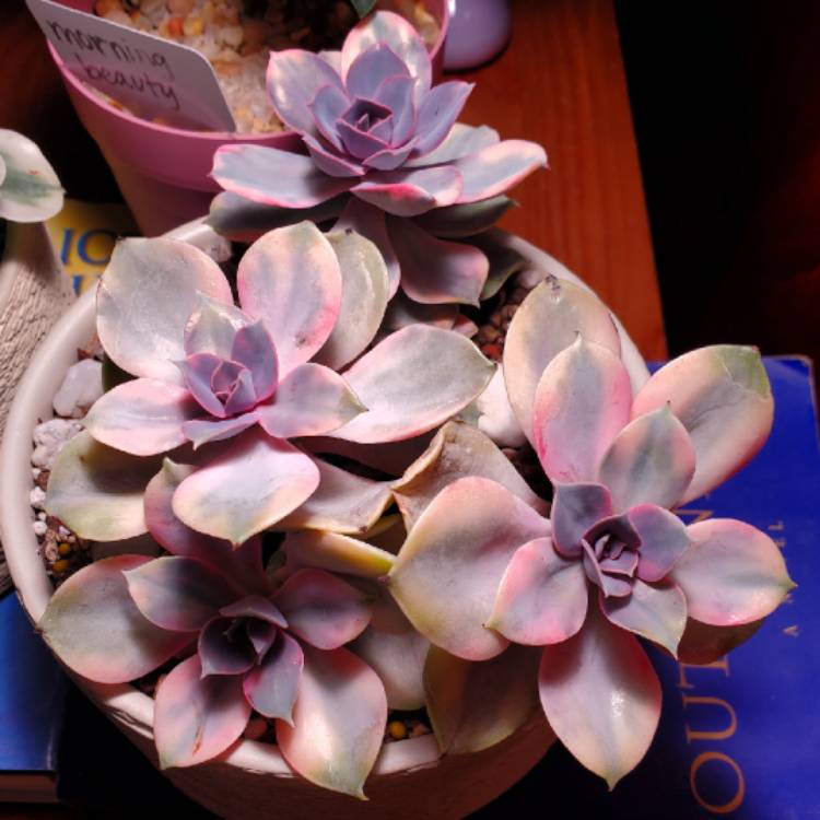 Plant image Echeveria Rainbow