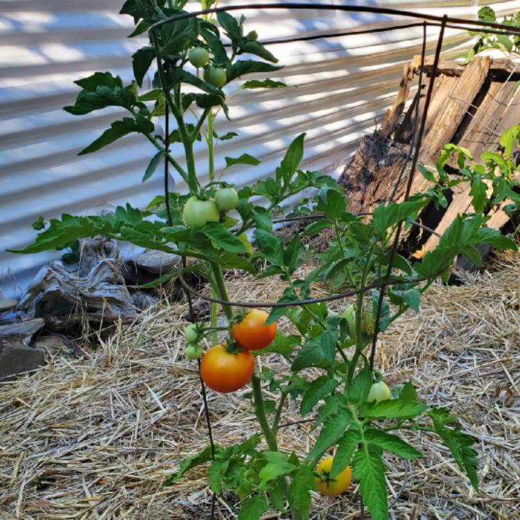 Plant image Solanum lycopersicum 'Bush Goliath'