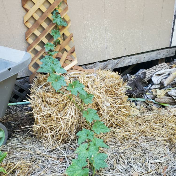 Plant image Luffa aegyptiaca