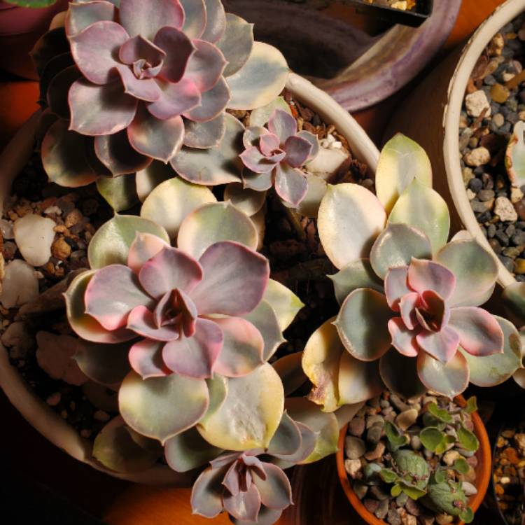 plant image 1387357 plant image 1387357