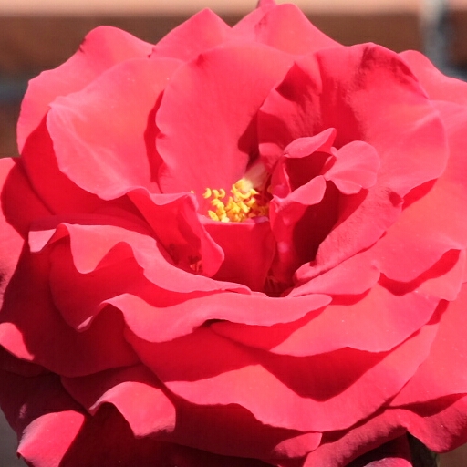 Plant image Rosa 'Royal William'