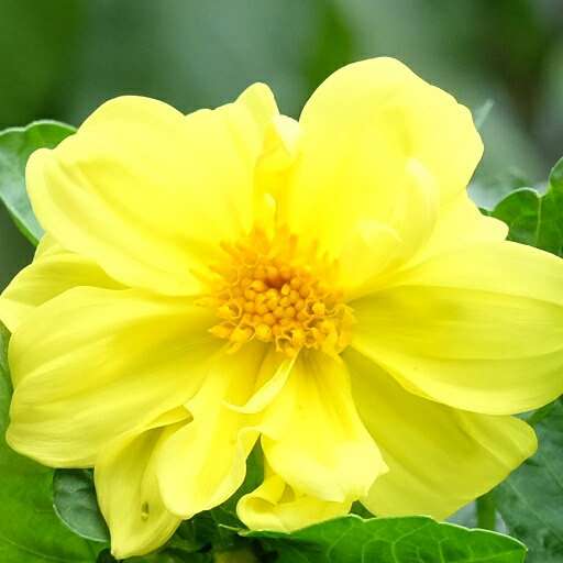 Plant image Dahlia 'Mary's Jomanda'