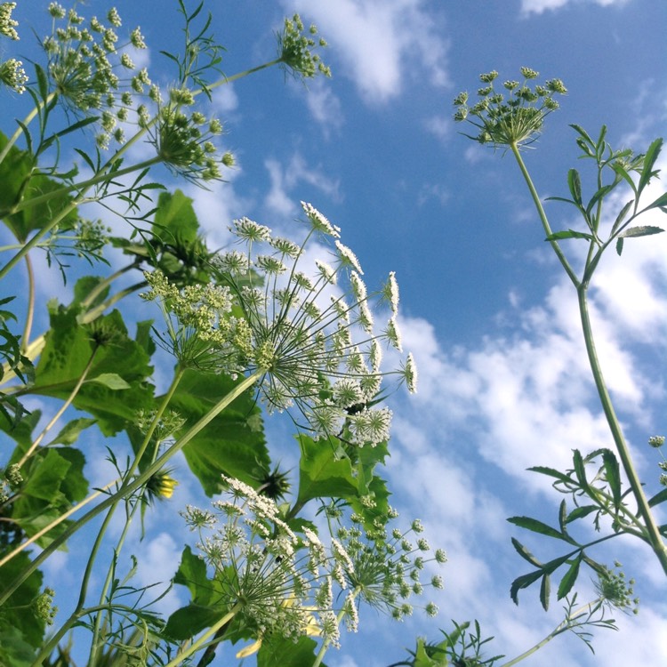 plant image 477135