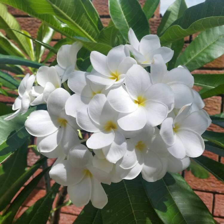 plant image 369469