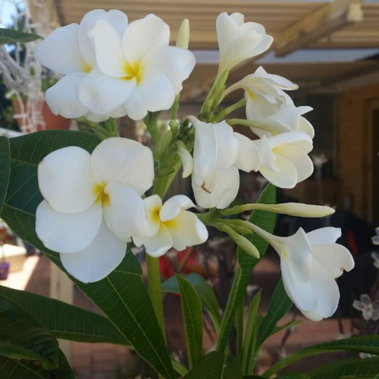 plant image 369482