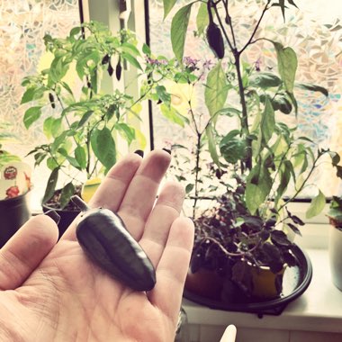 Chilli Pepper 'Hungarian Black'