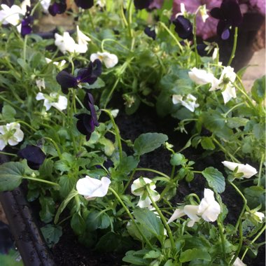 Viola cornuta 'Black Out'