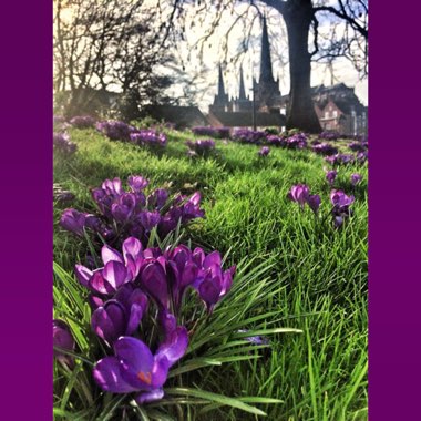 Crocus