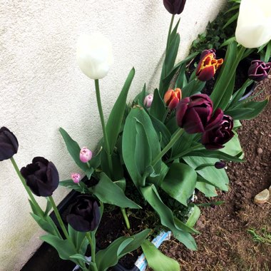 Danni's garden