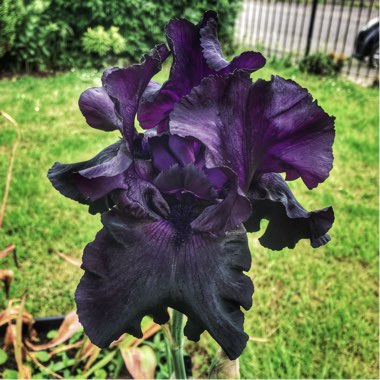 Bearded Iris 'Black Tie Affair' (Tall)
