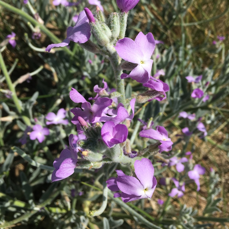 Night Scented Stock