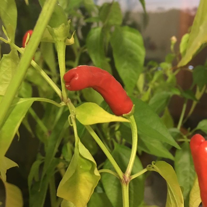 Einir's garden
