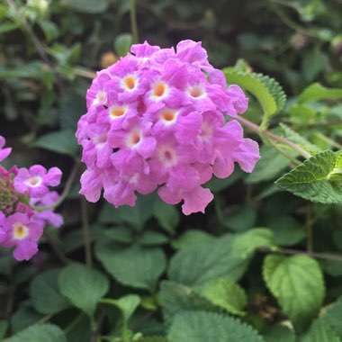 Einir's garden