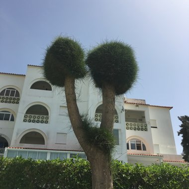 Einir's garden