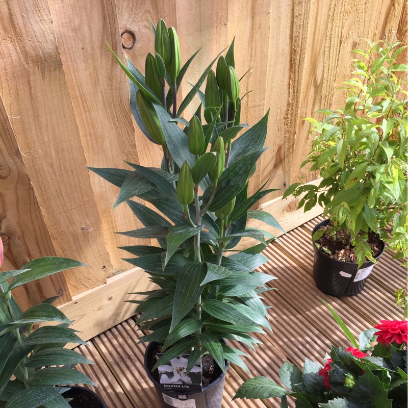 plant image 145506