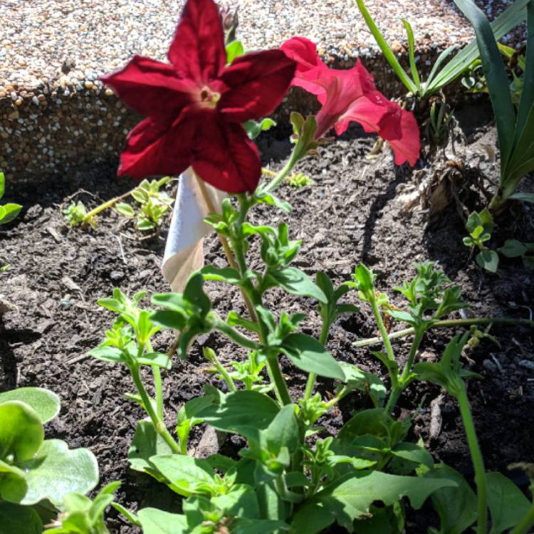 Plant image Petunia 'Happitunias-Black Cherry'