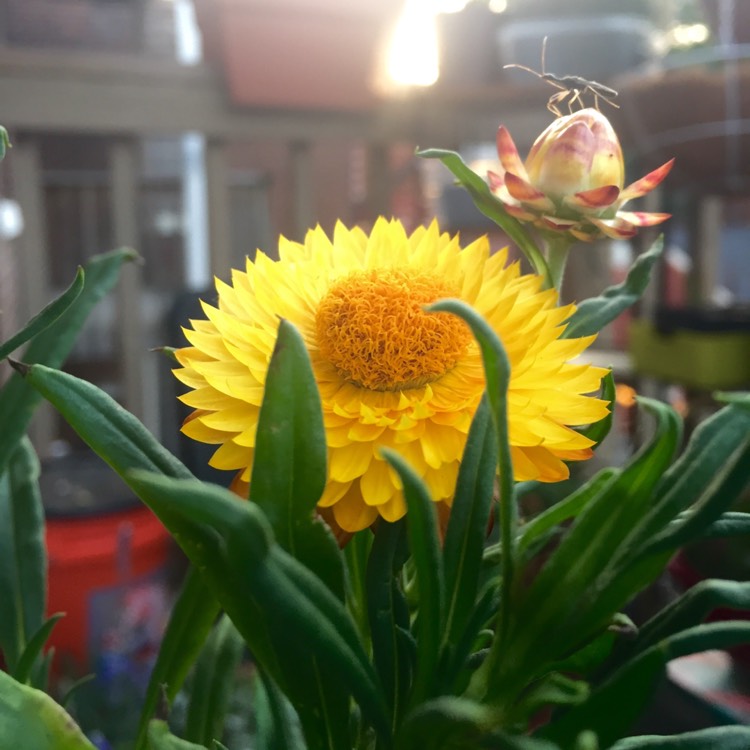 plant image 453379