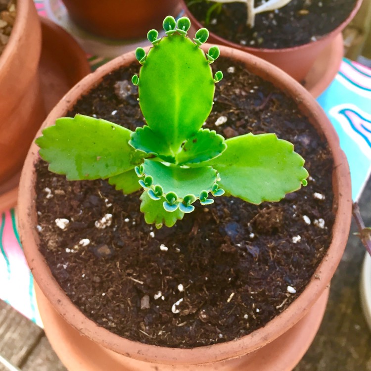 plant image 453388