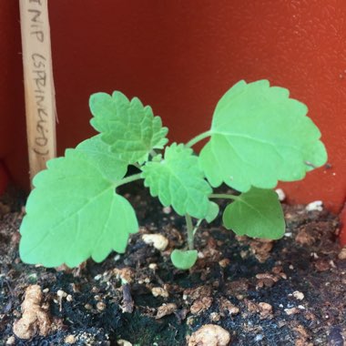 Nepeta 'Cataria'