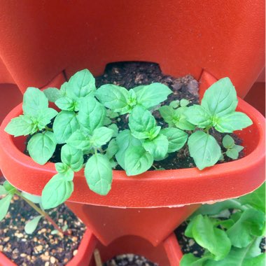 Mentha spicata