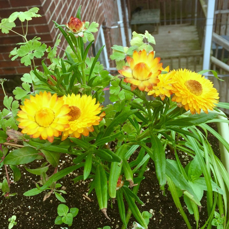 plant image 458741