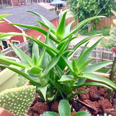 Aloe Ciliaris