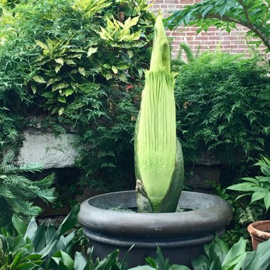 Amorphophallus titanum