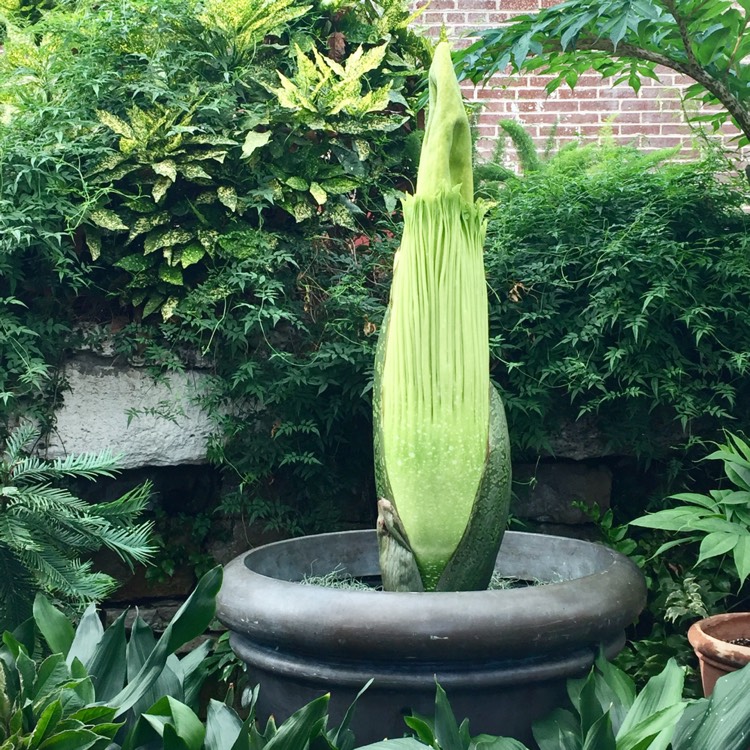 plant image 470640