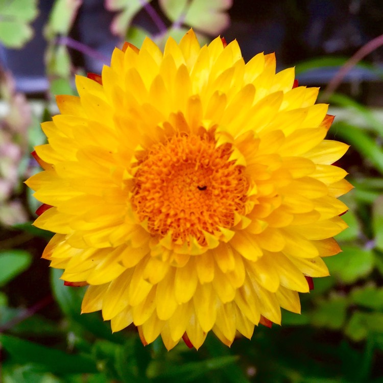 plant image 478174