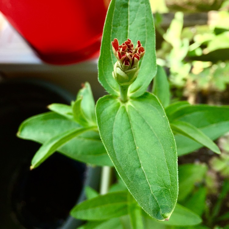 plant image 478178
