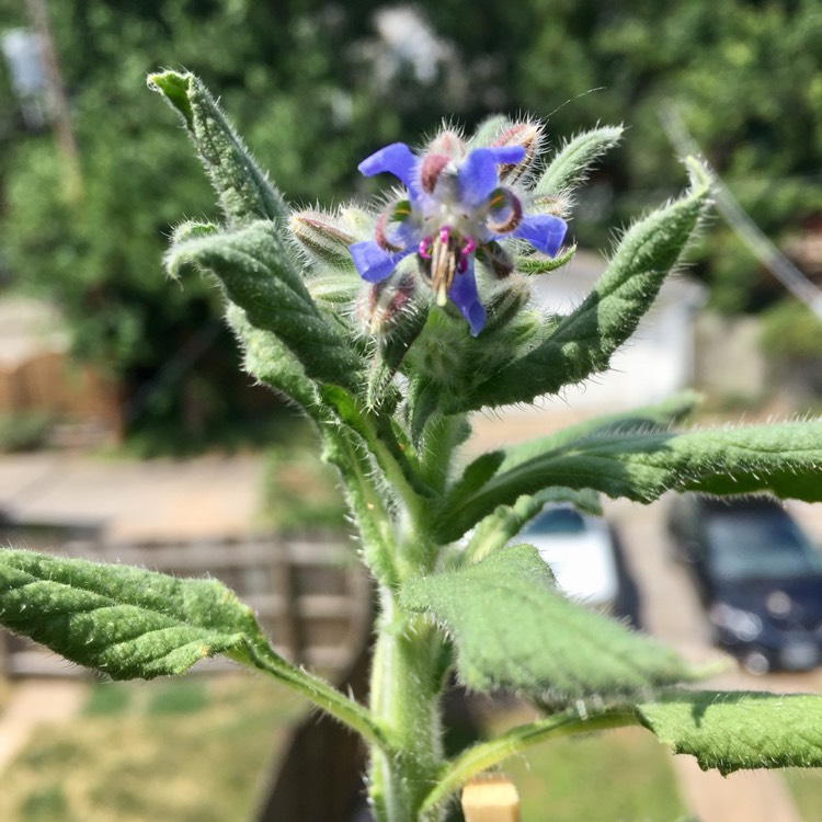 plant image 478180