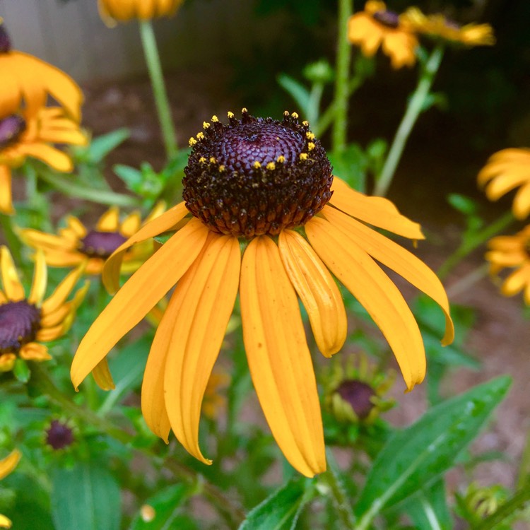 plant image 479796