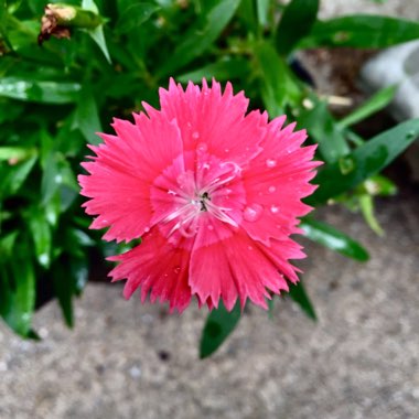 Sweet William