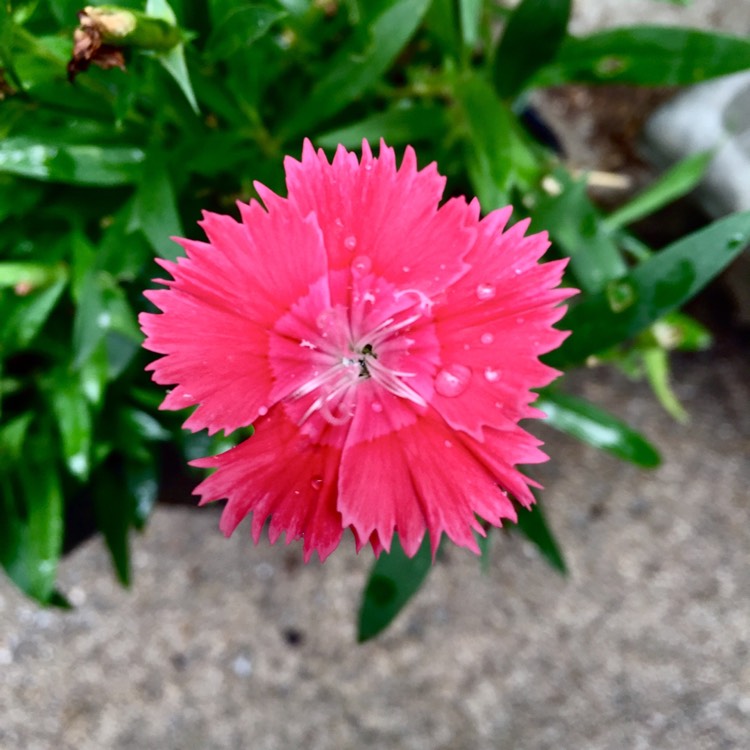 plant image 479799