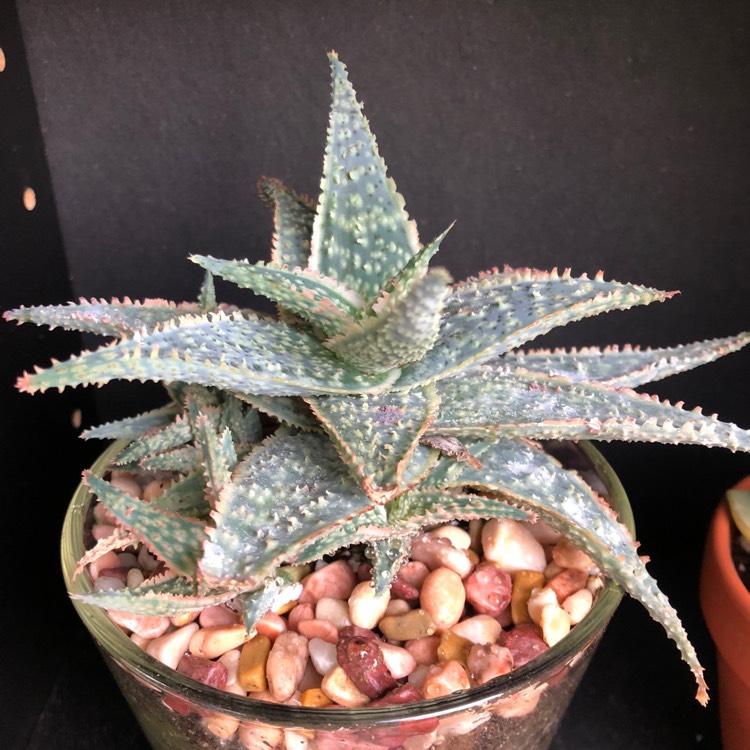 plant image 841204 plant image 841204