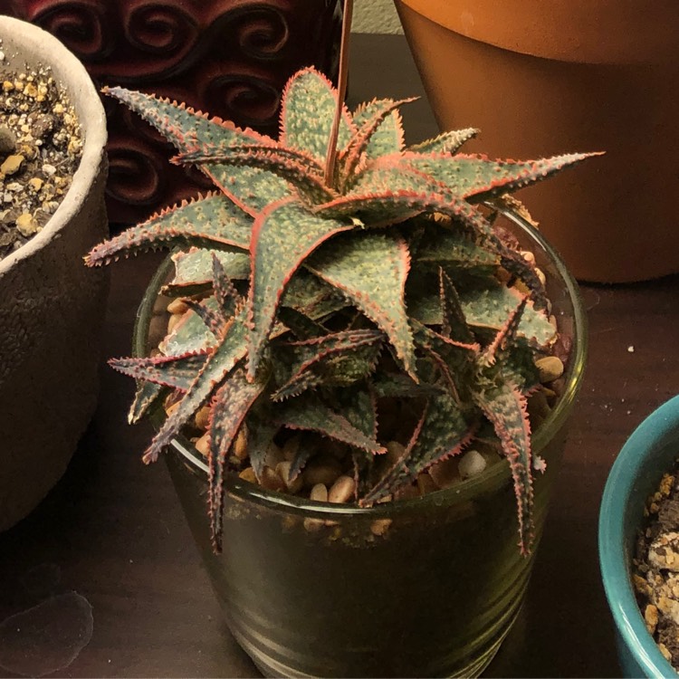 Plant image Aloe 'Bright Star'