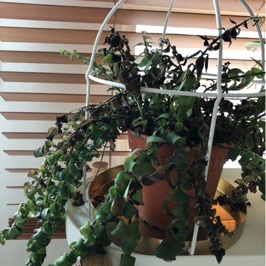Aeschynanthus 'Twister'