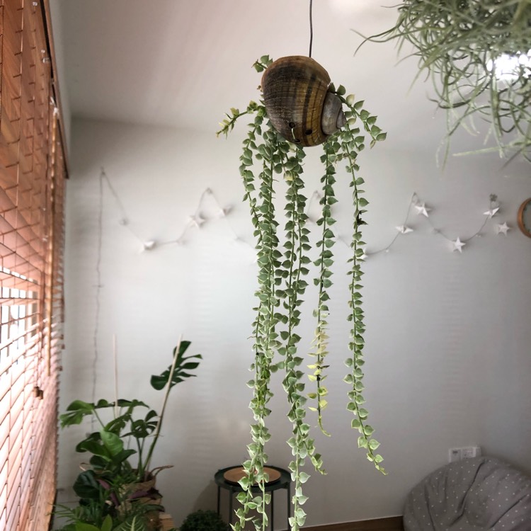 Plant image Dischidia ruscifolia